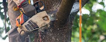 Best Soil Testing and Treatment  in Woodbury, NY