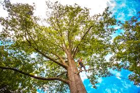 Best Landscape Design and Installation  in Woodbury, NY