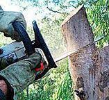 Best Arborist Consultation Services  in Woodbury, NY