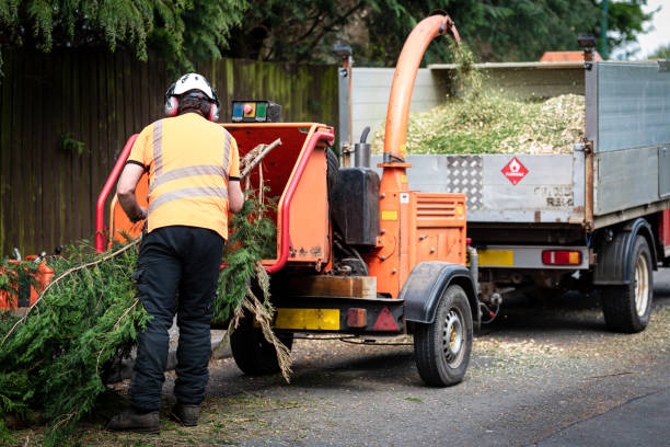 How Our Tree Care Process Works  in  Woodbury, NY