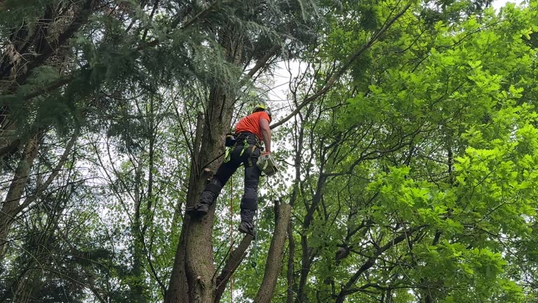 Best Tree Risk Assessment  in Woodbury, NY