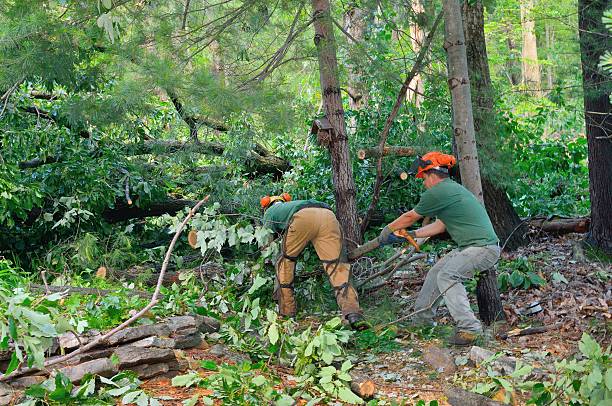 Best Tree Disease Treatment  in Woodbury, NY