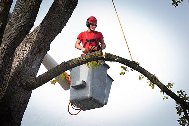 Best Storm Damage Tree Cleanup  in Woodbury, NY